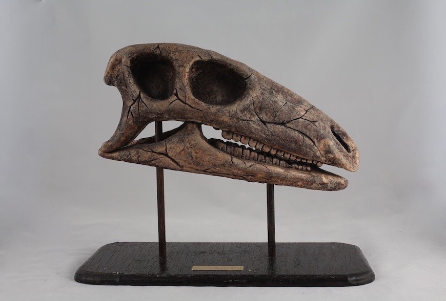 Camptosaurus Skull